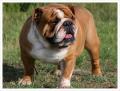 angol bulldog