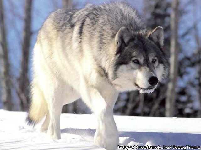 Wolf