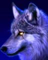 Wolf-