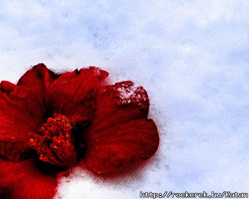 Bloody flower