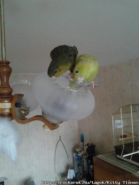 a pulyk <3  Fahj s Ficsr