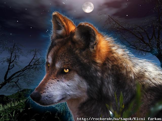 Wolf