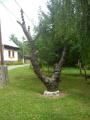 fafaragmny