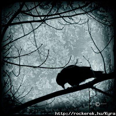 black Crow
