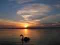 Balaton