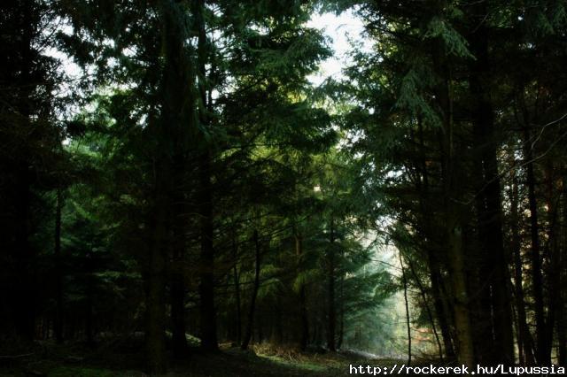 forest_sanctuary_by_sahk99-d38b8k8