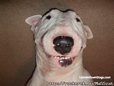 bud-the-english-bull-terrier-dog2