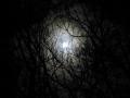 darkness-forest-night-image-31000