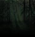 Im Wald