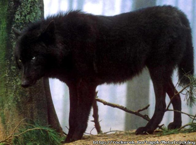 blackwolf
