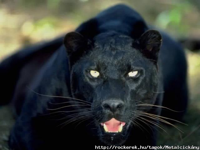 black-panther