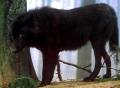 blackwolf