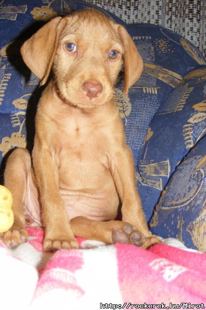 mini Rozi :)