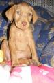 mini Rozi :)