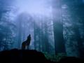 normal_0Warming_Up_for_the_Night_s_Howl,_Gray_Wolf
