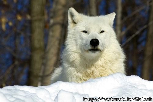 arctic-wolf