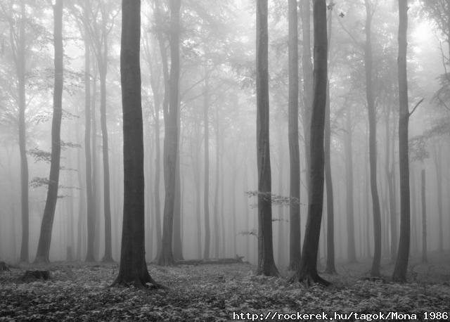 Melancholy Forest