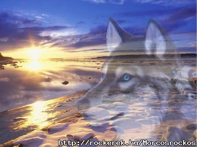 400_1214015575_4957-lobo