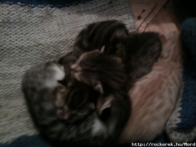 mini tigrisek (L)  :)