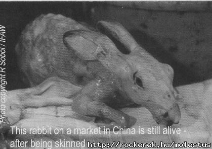 rabbit
