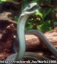 s itt a msik , a fekete mamba