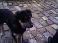 Talpassal a ligetbe