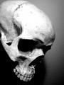 skull