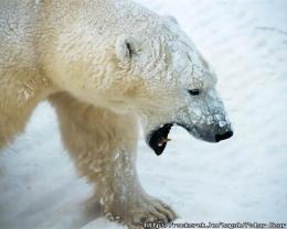 Polar Bear