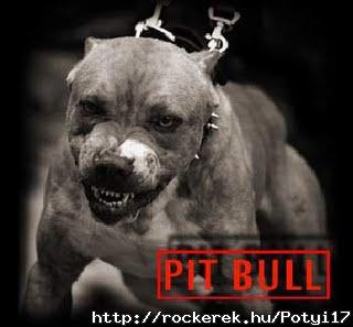 pitbull+picture