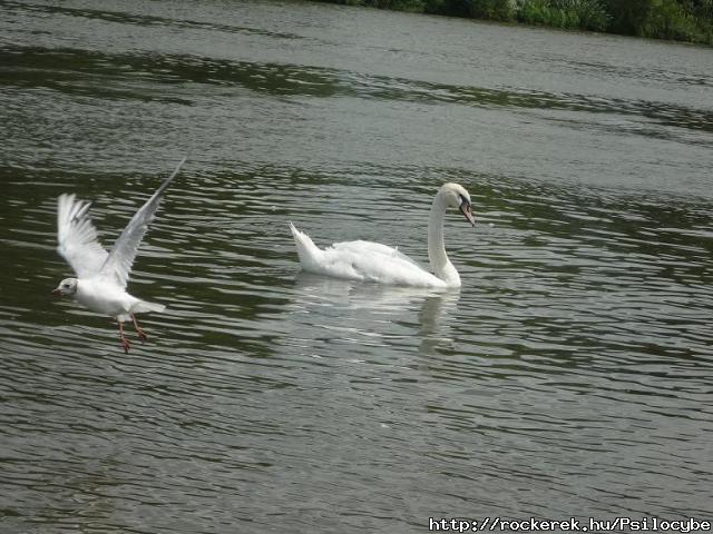 Frankfurt-Majna 2008.jlius vletlen oda kerlt egy sirly is XD