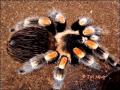 Brachypelma smithi kedvenc pkfajtm