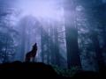 Wolf howling