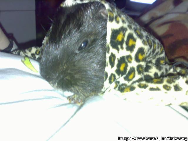 Leoprdmalacom   R.I.P. :(