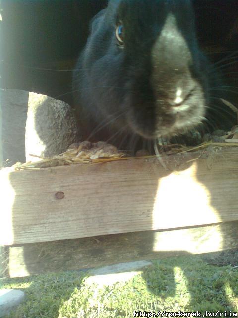 Pedro*-*♥