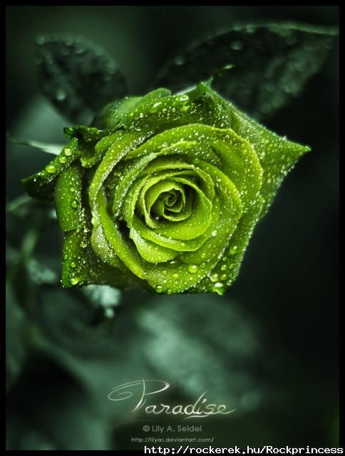 green rose