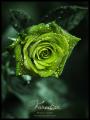 green rose