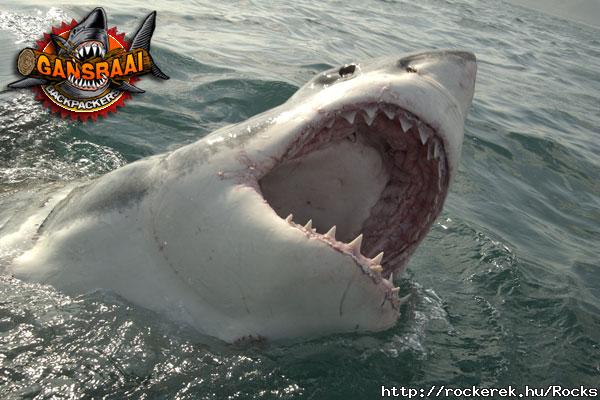 white_shark2