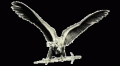 turul_gif_166900_41854_n
