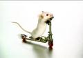 Rat Bike