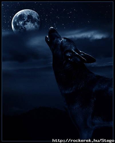 wolf_23087