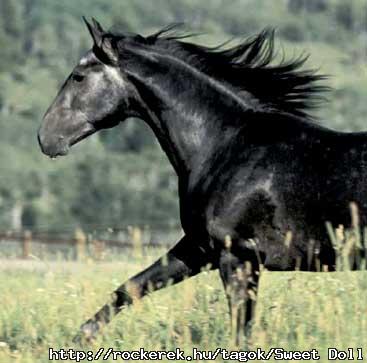 BlackHorse_001