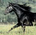 BlackHorse_001