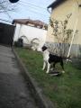 gynyrsgem :) Driusz :)