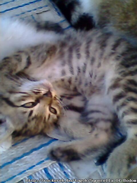 kis Janne cicm aki eltnt s azta is gyszolom ="(