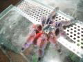 avicularia versicolor subadult hm(1 vedls s ivarrett)