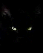 blackcat