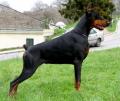 doberman-GYNYR