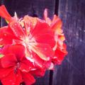 IMG_20130603_160218