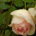 IMG_20130604_155938