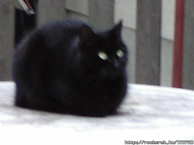 Pamacs Paranormal(  Pamacska Hgoly, a macskm)